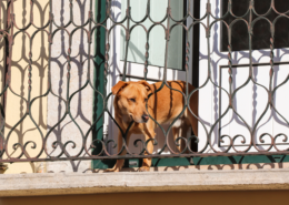 Cane affacciato dal balcone di un'abitazione